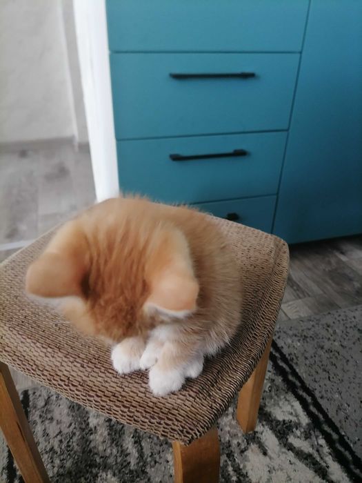 Отдадим котеночка