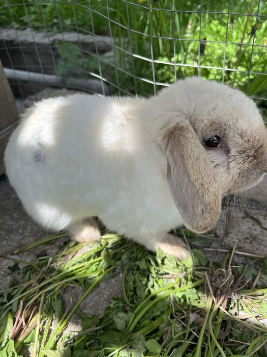 Кролик с клеткой
