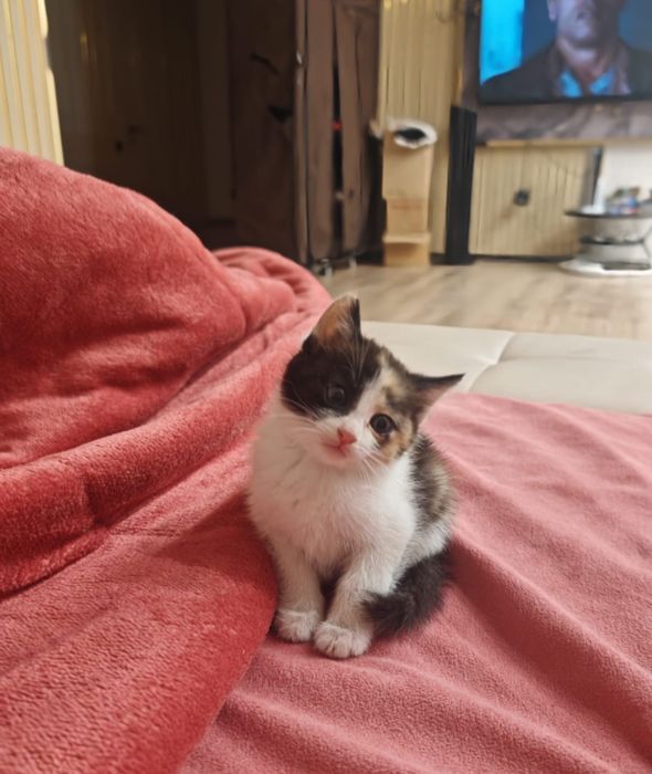 Котята Крысыловы