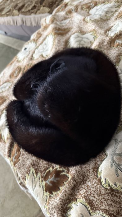 Ушанка шапка норковый