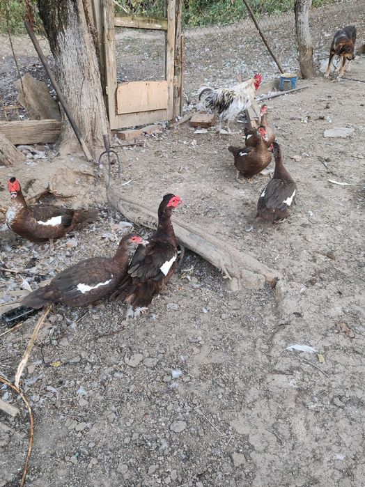 Curcan, rațe ciocolati muscovy și o rată lavandă și una gri