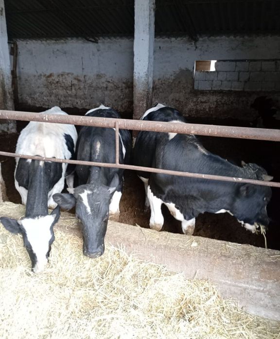 Vand taurasi hrăniți bio