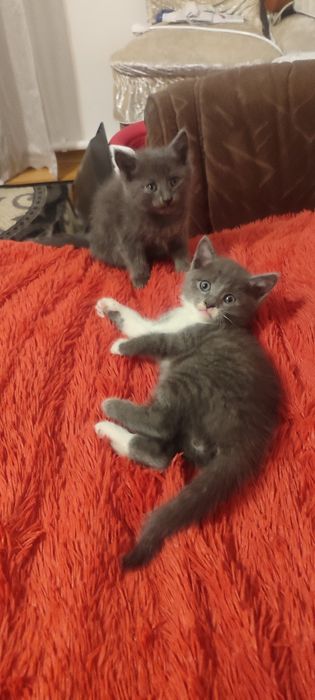 Милые и смышленные котята