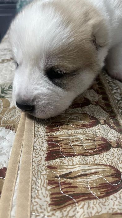 Продам щенков АЛАБАЯ