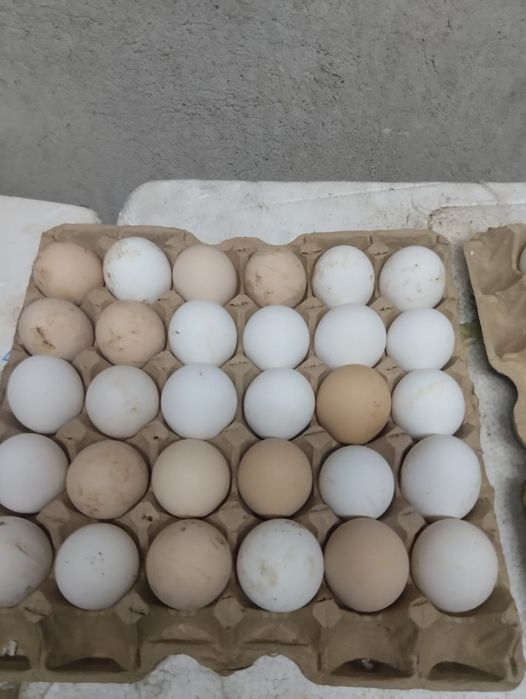 Домашние куриные яйца