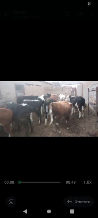 14. Бұқалар сатылады