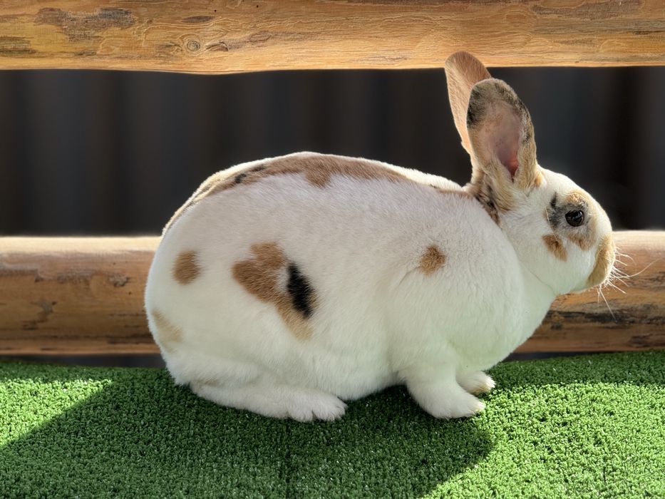 Зайци от породата Рекс