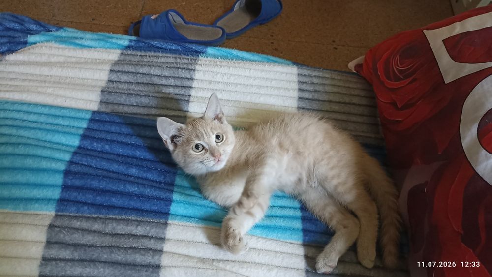 Котик ищет любящую семью