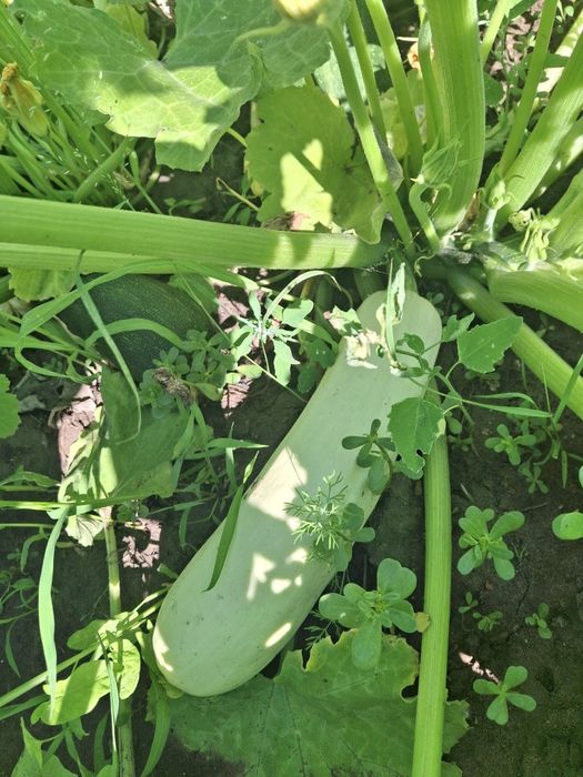 Продам дачные огурцы,  помидоры, кабачки