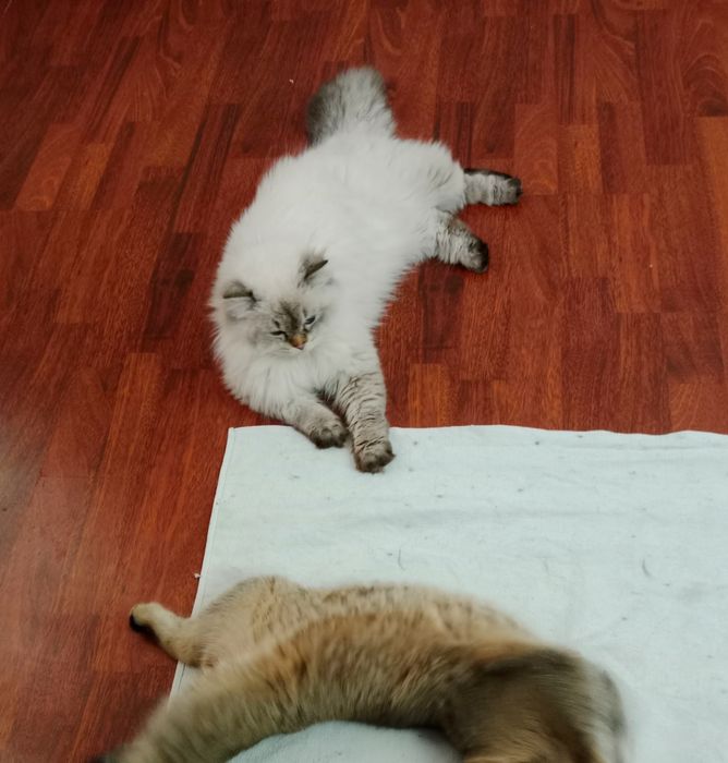 Вязка Скоттиш Страйт Хайленд Поинт