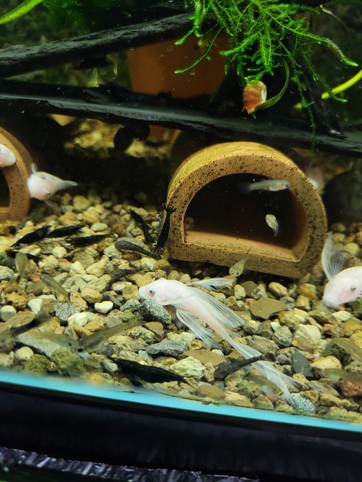 Creveți Neocaridina Blue Diamond