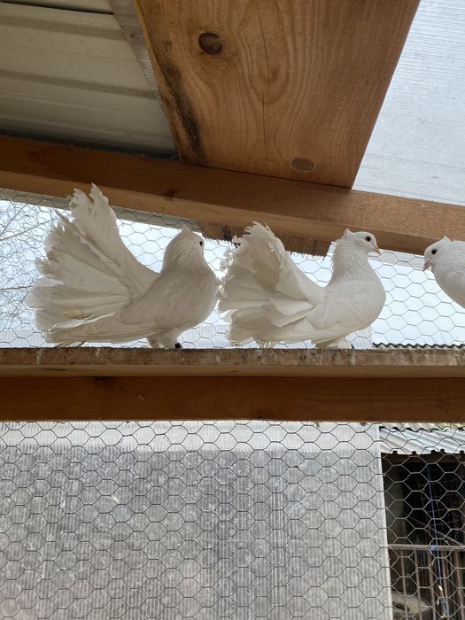 Pui de voltati Indieni și maghiari!