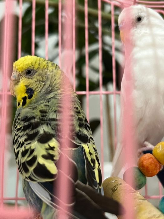 Продам волнистых попугайчиков