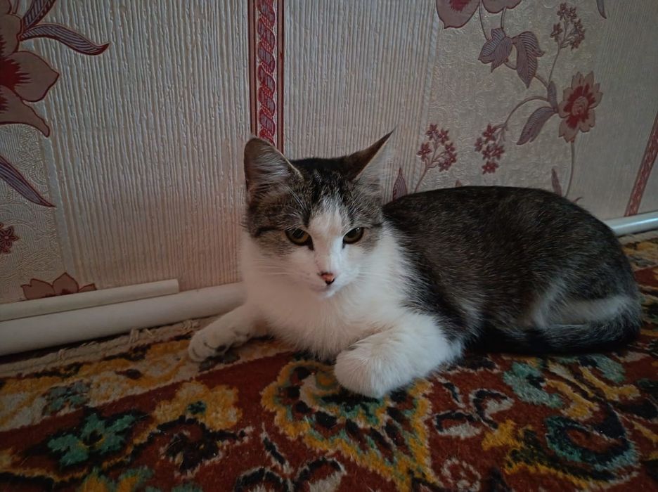 Кошка ищет любящую семью
