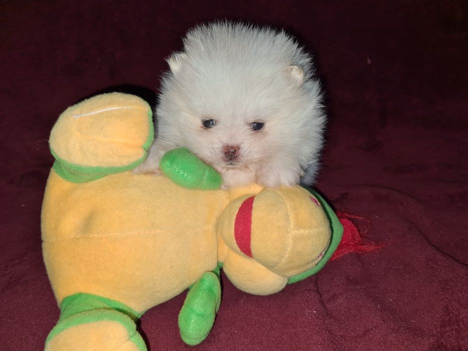 Продам щенков шпица