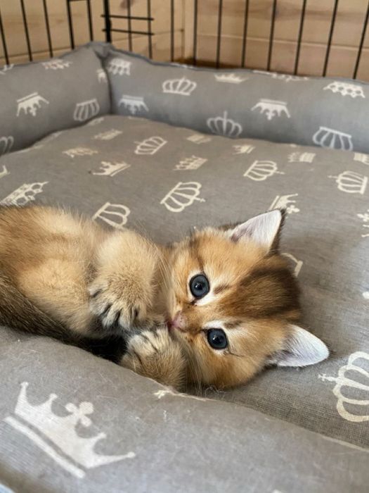 Кошка Шиншилла фолд