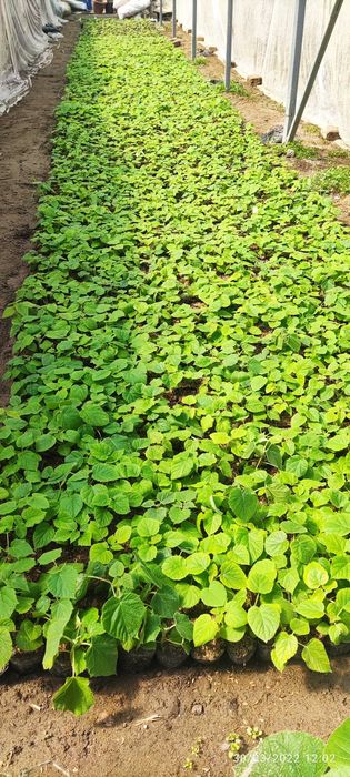 Pavloniya  pavloniya nihollari koʻchatlari