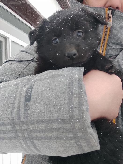 Щенки в добрые руки — пушистые малыши ждут тебя! Бесплатная доставка.