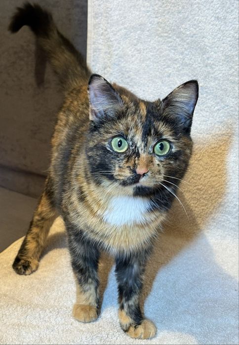 Красавица с необычным окрасом ищет дом