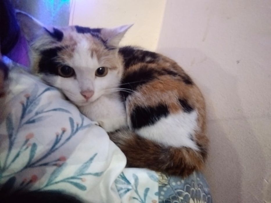 Котята бесплатно