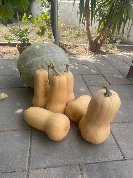 Dovleci placintari 1 leu/kg      / Dovleci albi de copt  1 leu/kg