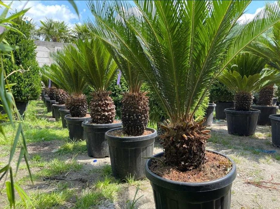 Plante Ornamentale pentru Amenajari Peisagistice