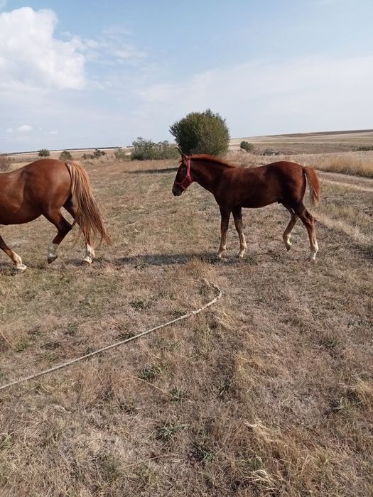 Mânz de vânzare de