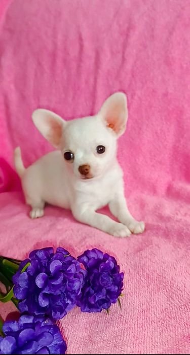 Продается девочка чихуахуа