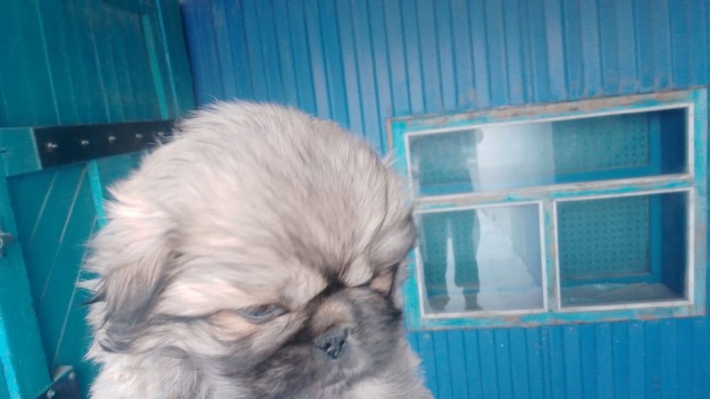 Продам щенка пекинеса