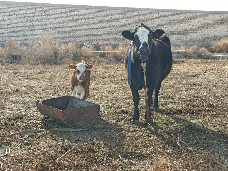 гибрид ангус боласи билан