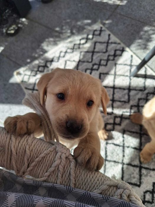 Pui Labrador Retriever