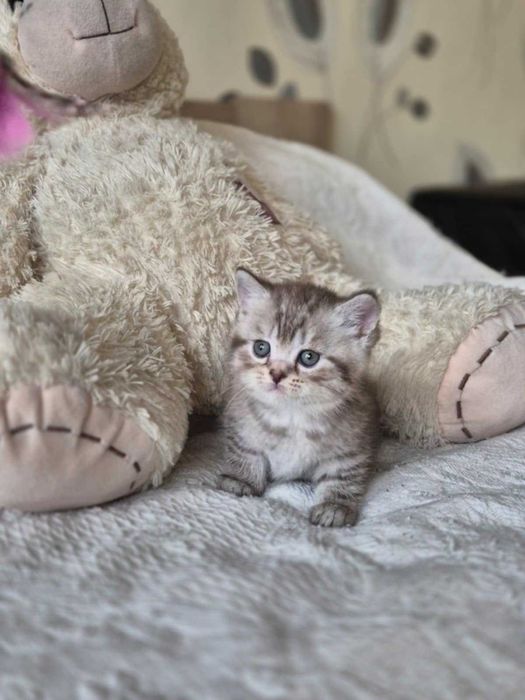 Британски късокосмести котета