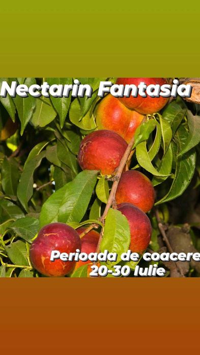 Pomi fructiferi altoiti