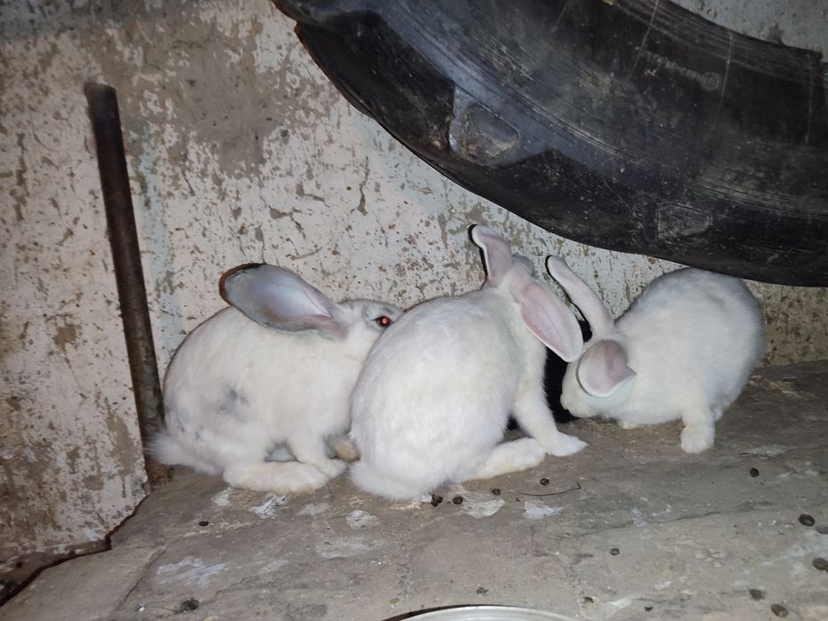 Quyonlar sotiladi oʻgʻil qiz 2tadan 7da