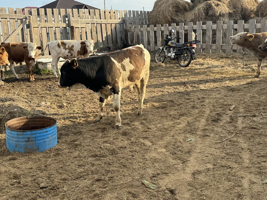 Продам бычков 9 голов