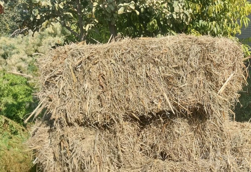 Тарик прес сотилади