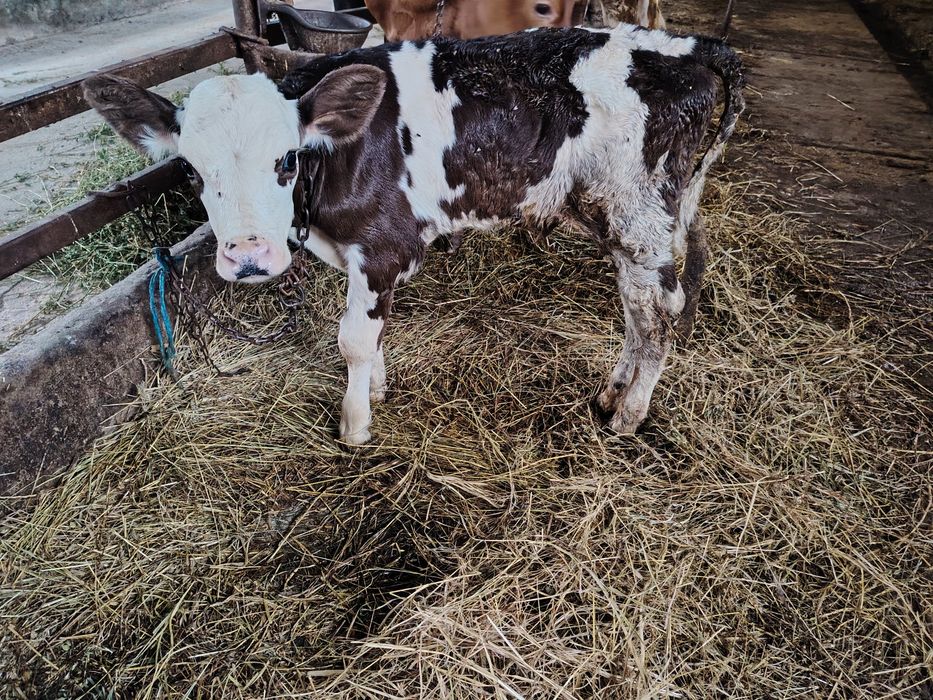 Vând viței, mai multe detalii la nr. Tel. 0770517047