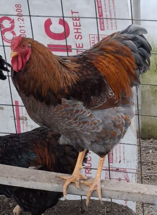 Vând cocoși Wyandotte