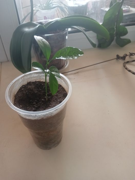 Продам саженцы мандарина