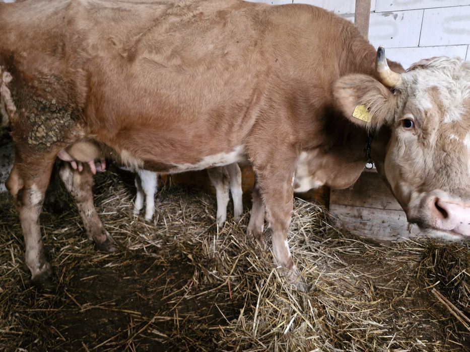 Vand vaca baltata de 5 ani