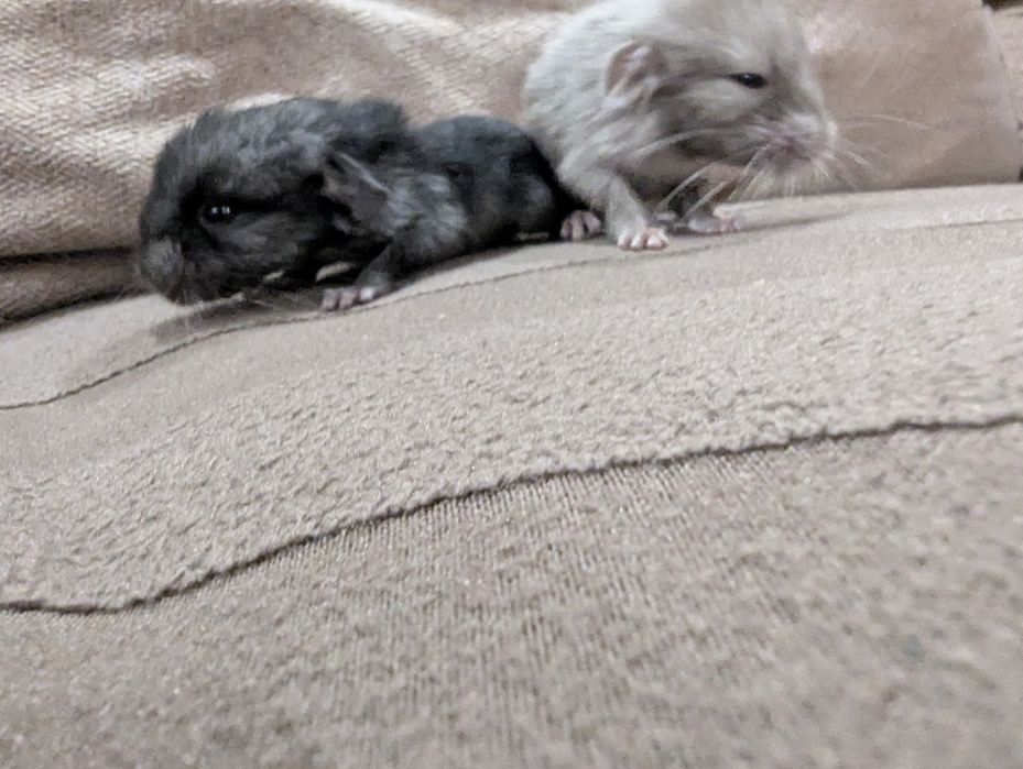 Бронирование . Шиншиллы