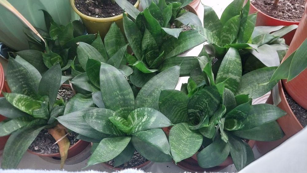 Цветы,сенцевирия хани