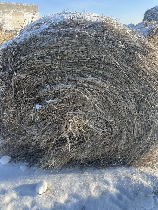 Продам сено рулоны