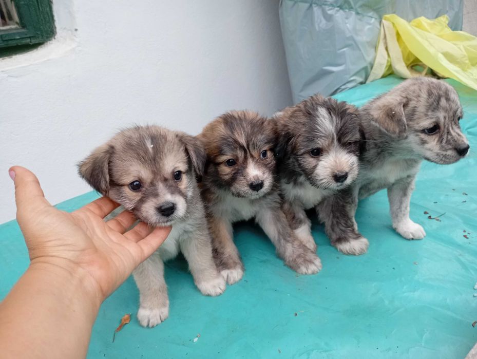 Căței adopție donatie