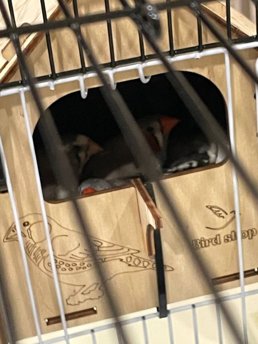 Qafas In Kletka Qush ga kota. Yengi Dublonka si bor