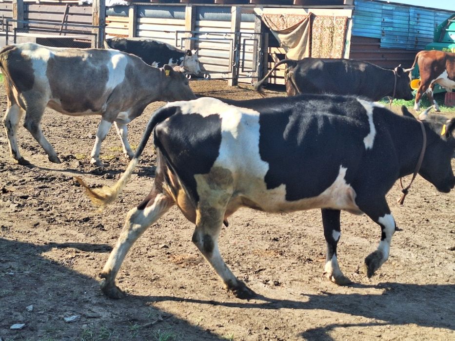 Продам коров молочных