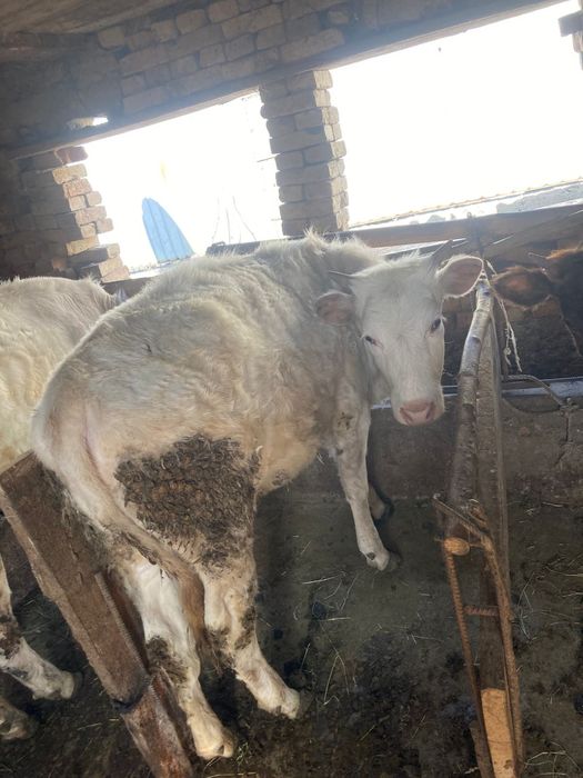 Продам тёлки годовалые