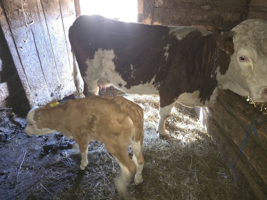 Vand vaca si juninca