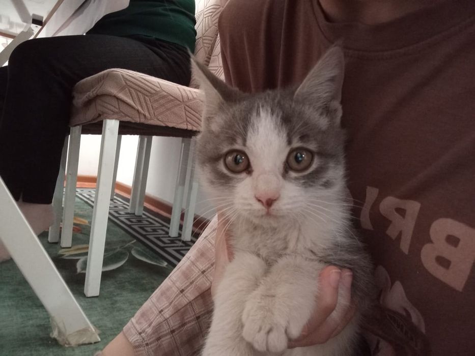 кот бесплатно 1-2