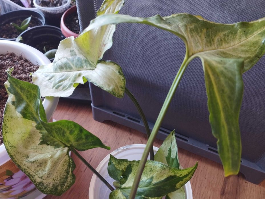 Комнатные цветы Шымкент